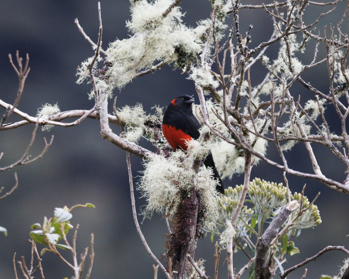 Scarlet-bellied Mountain Tanager - ML643877066