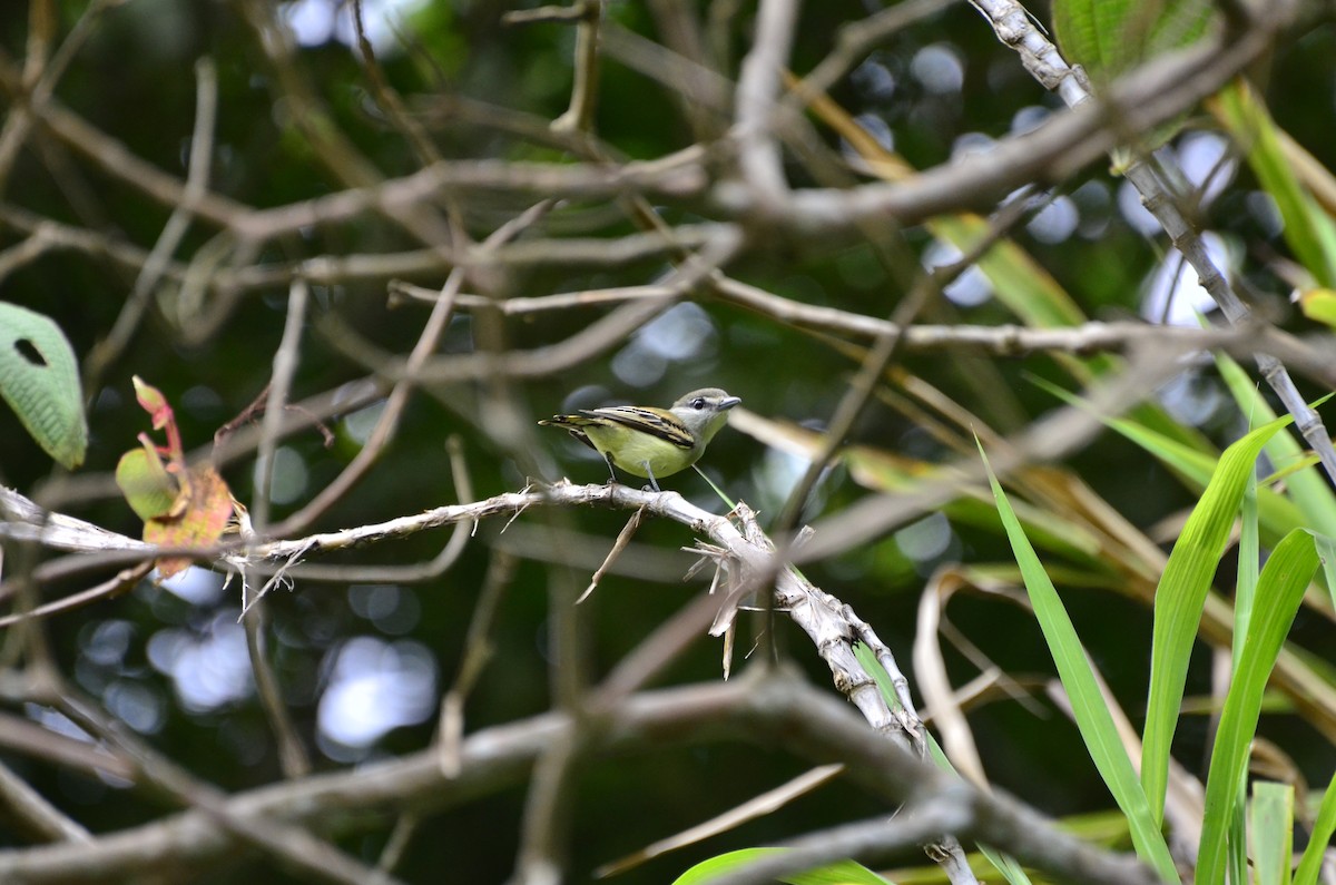 White-winged Becard - ML643877133