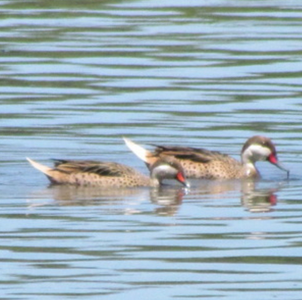 White-cheeked Pintail (White-cheeked) - ML643877143