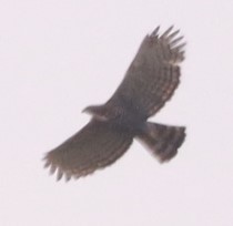 Ornate Hawk-Eagle - ML643877145