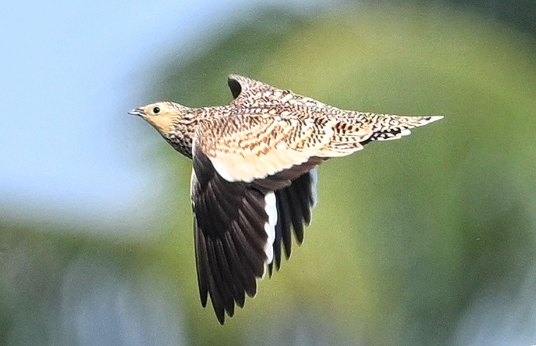 Chestnut-bellied Sandgrouse - ML643877173