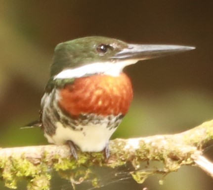 Green Kingfisher - ML643877180