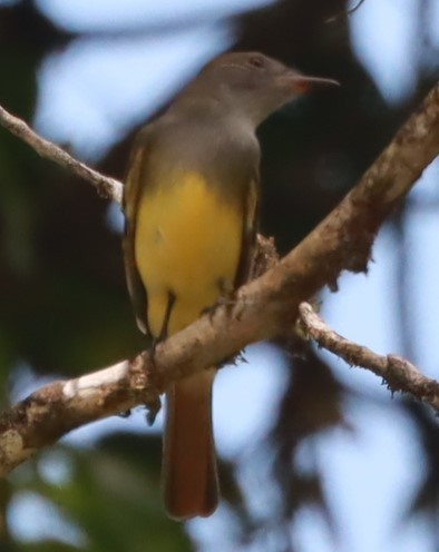 Great Crested Flycatcher - ML643877204