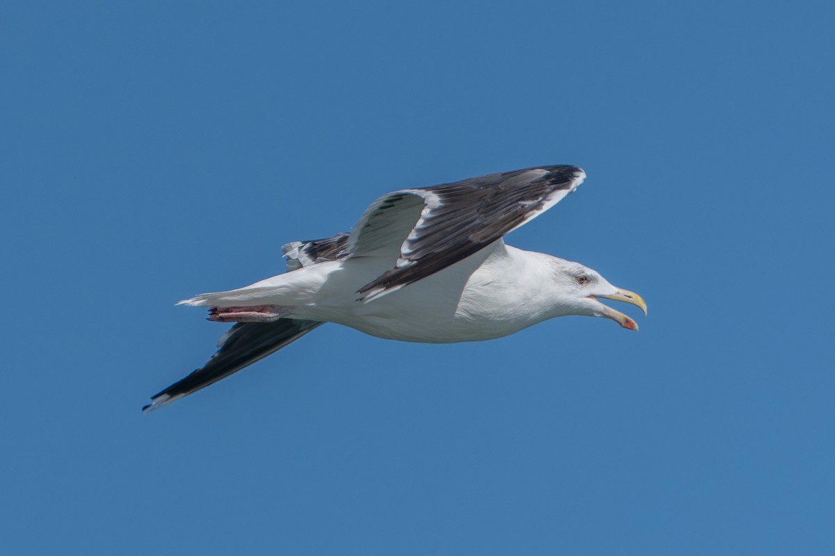 Great Black-backed Gull - ML643877208