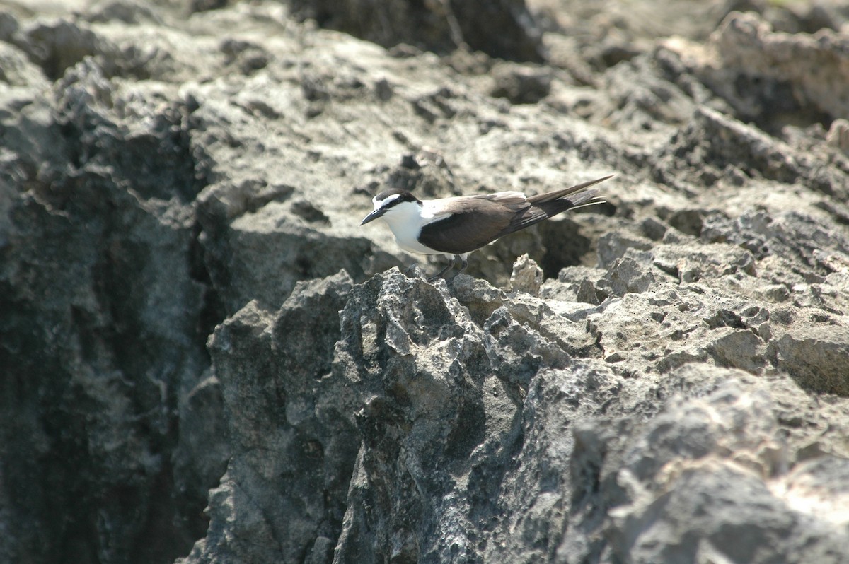 Bridled Tern - ML643877214