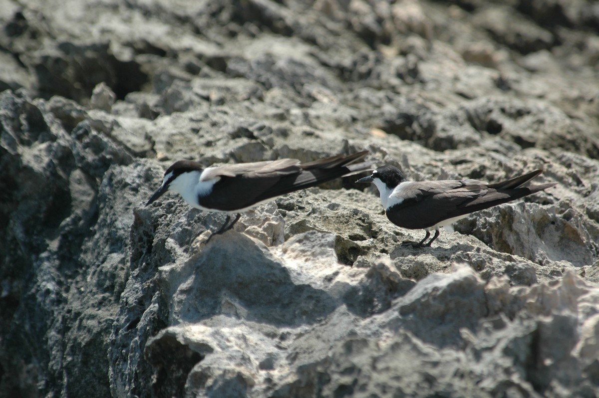 Bridled Tern - ML643877215