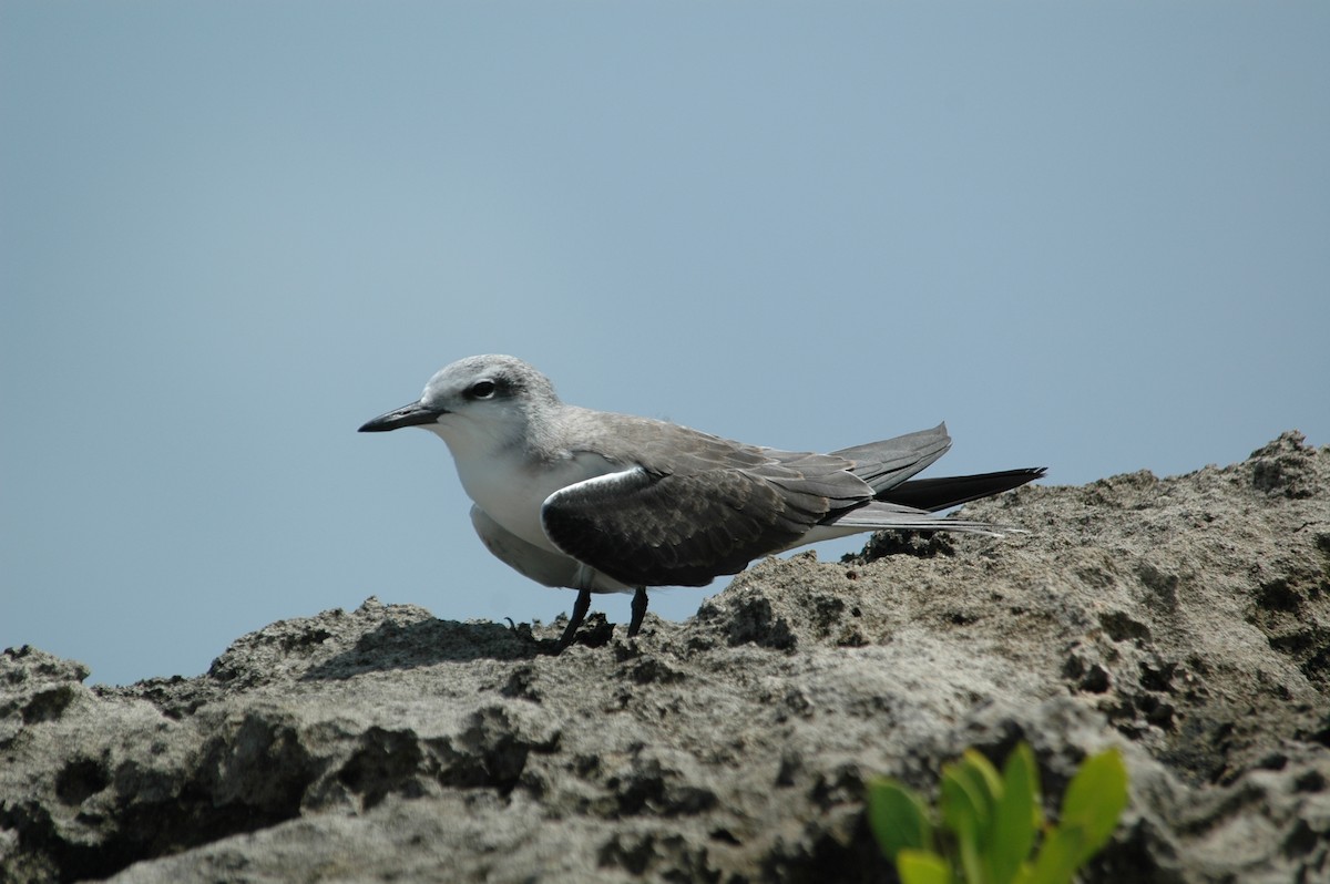 Bridled Tern - ML643877216