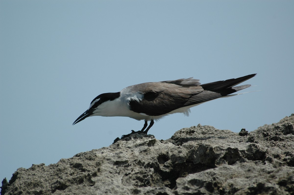 Bridled Tern - ML643877217