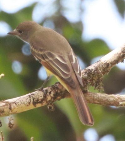 Great Crested Flycatcher - ML643877218