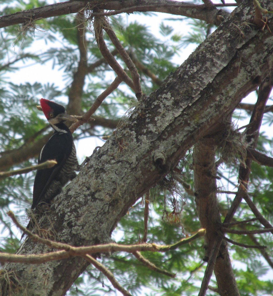 Crimson-crested Woodpecker - ML643877219