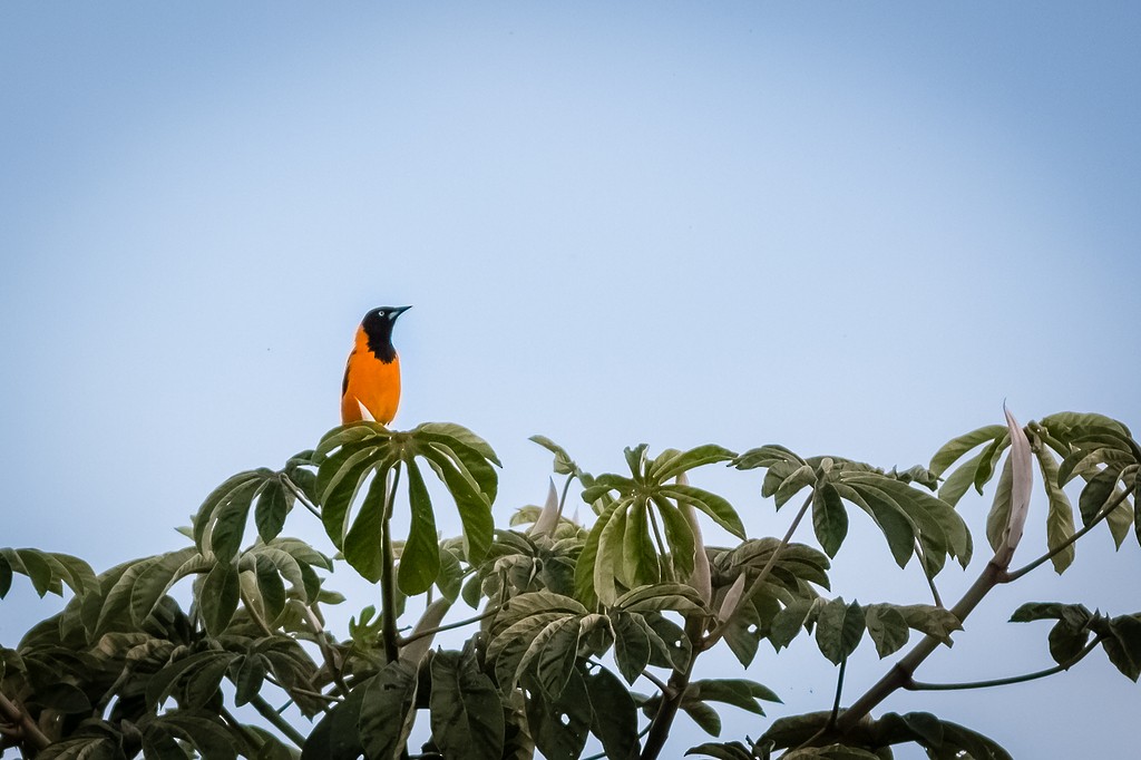 Campo Troupial - ML643877225