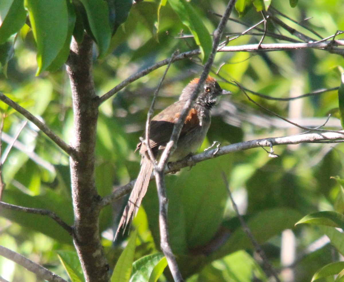 Pale-breasted Spinetail - ML643877226
