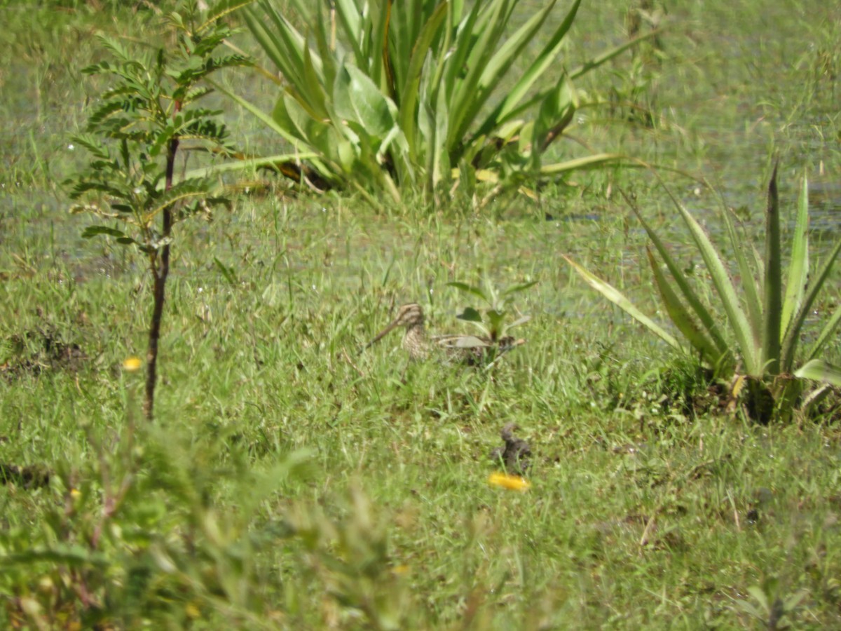 Pantanal Snipe - ML643877227