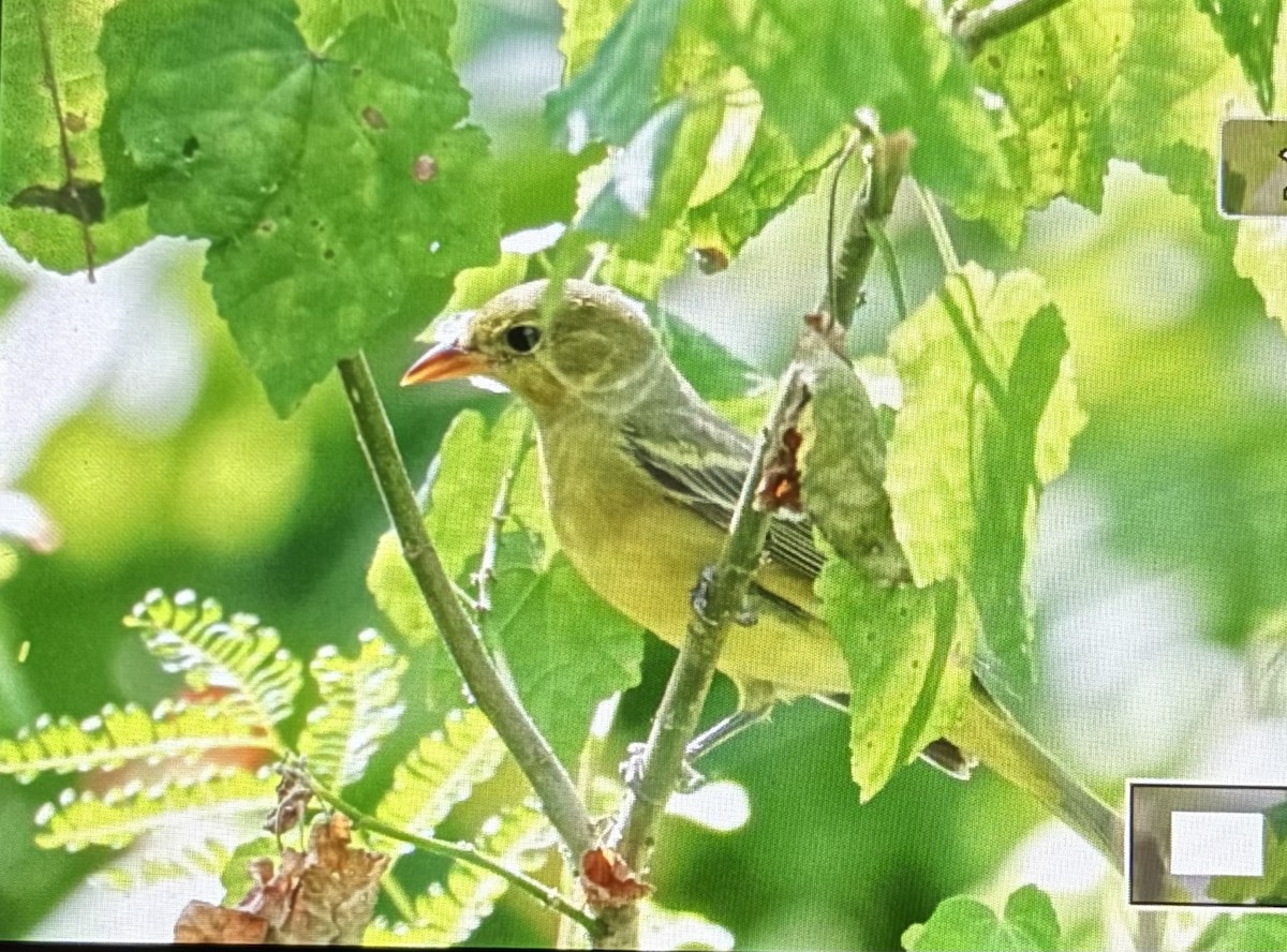 Piranga à tête rouge - ML643877232