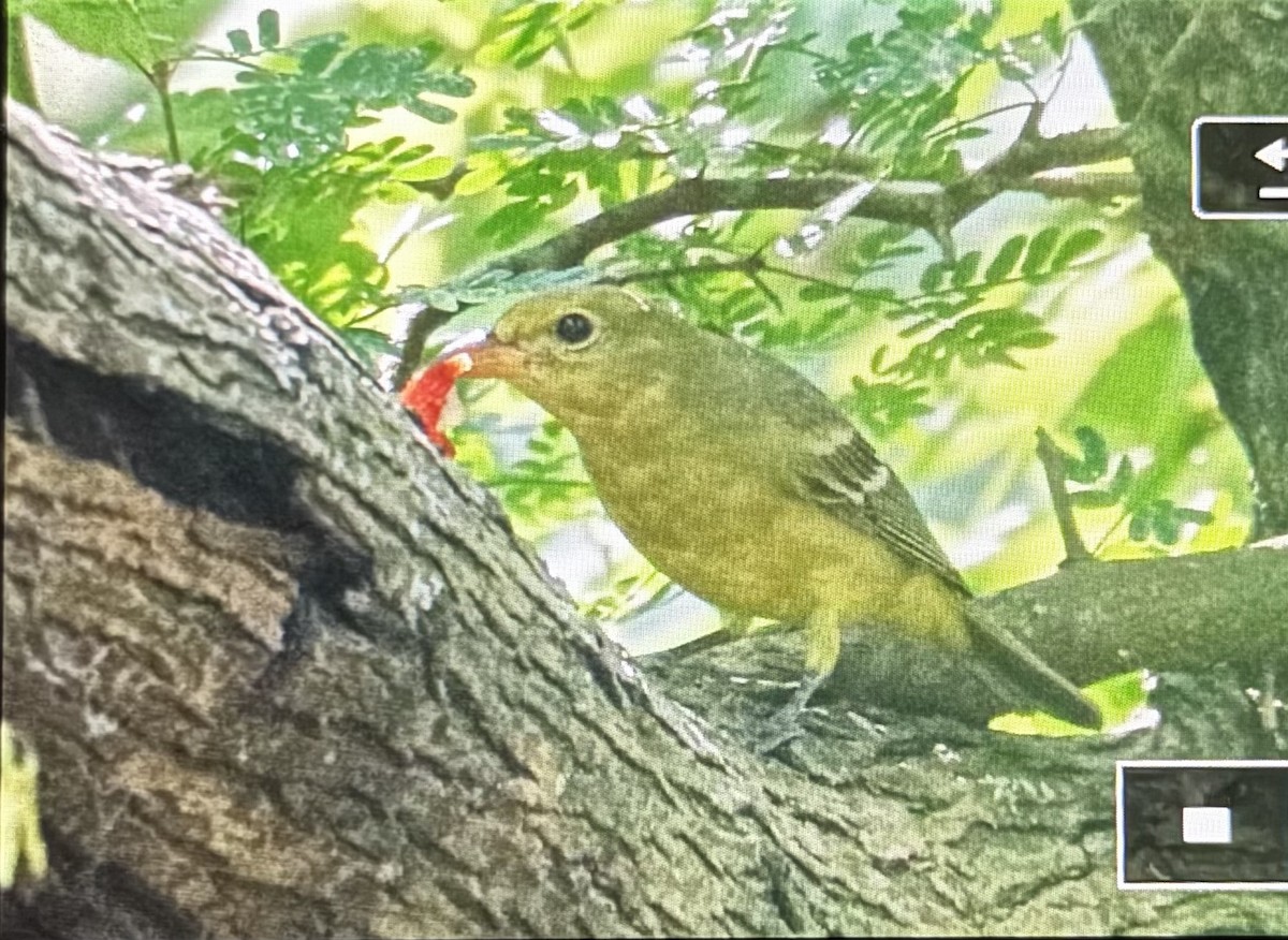 Piranga à tête rouge - ML643877233