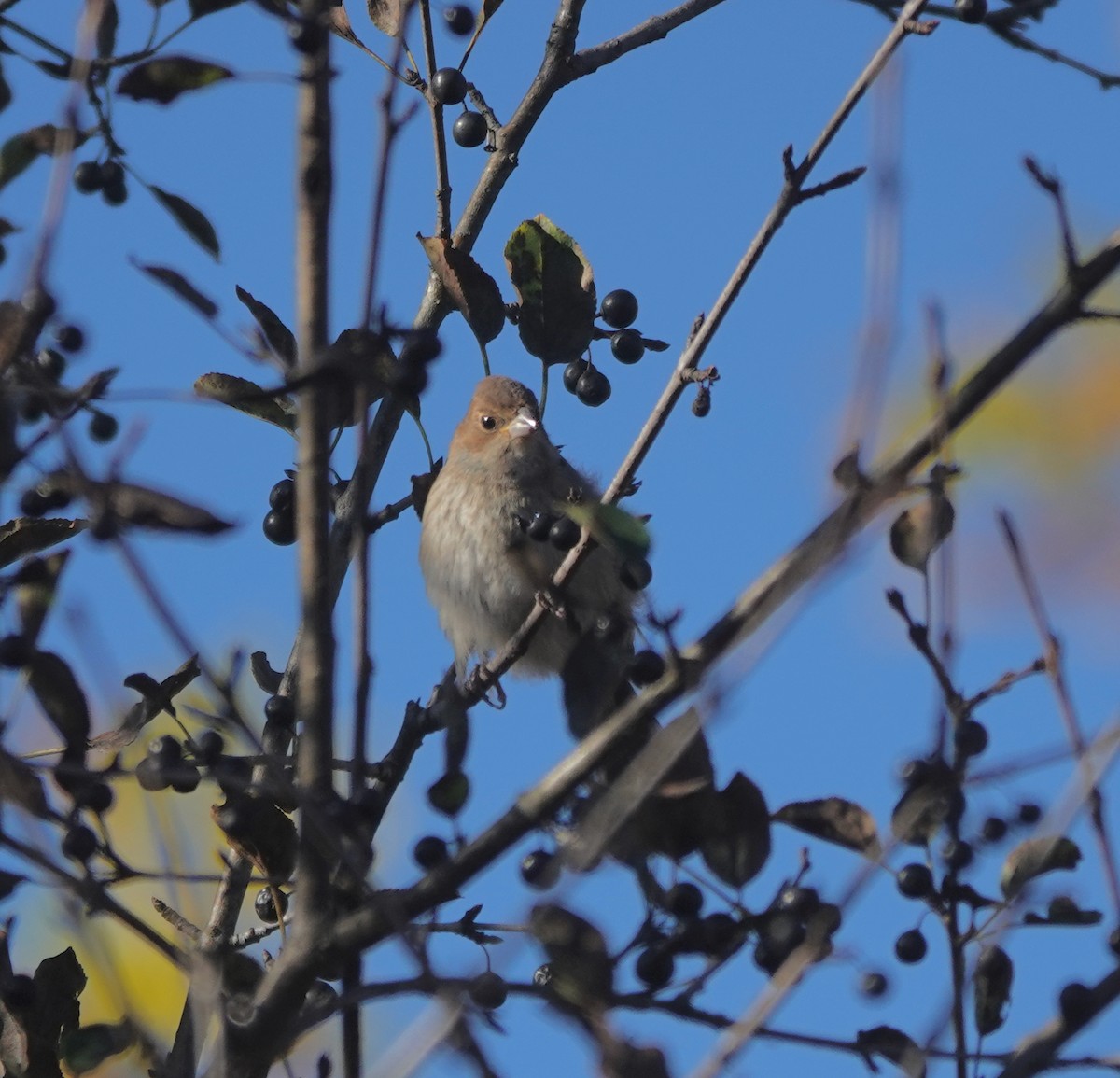 Indigo Bunting - ML643877234