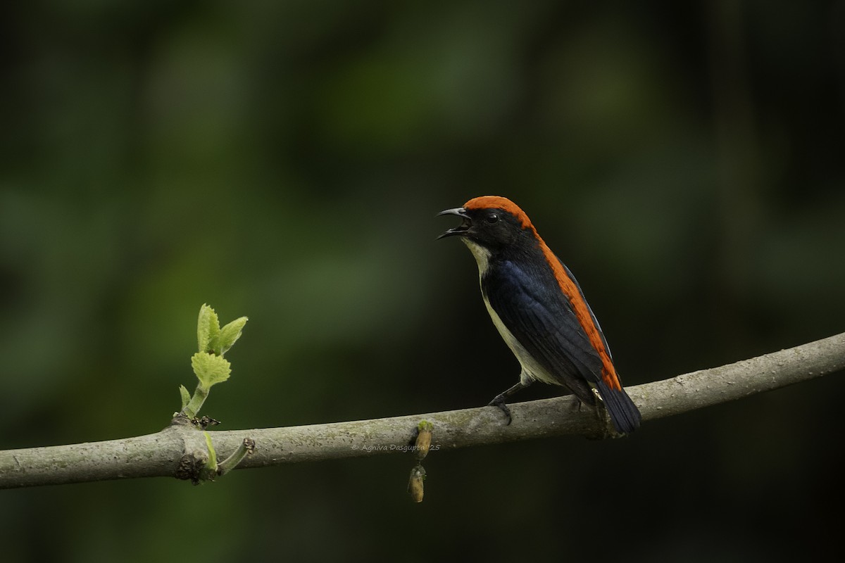 Scarlet-backed Flowerpecker - ML643877235