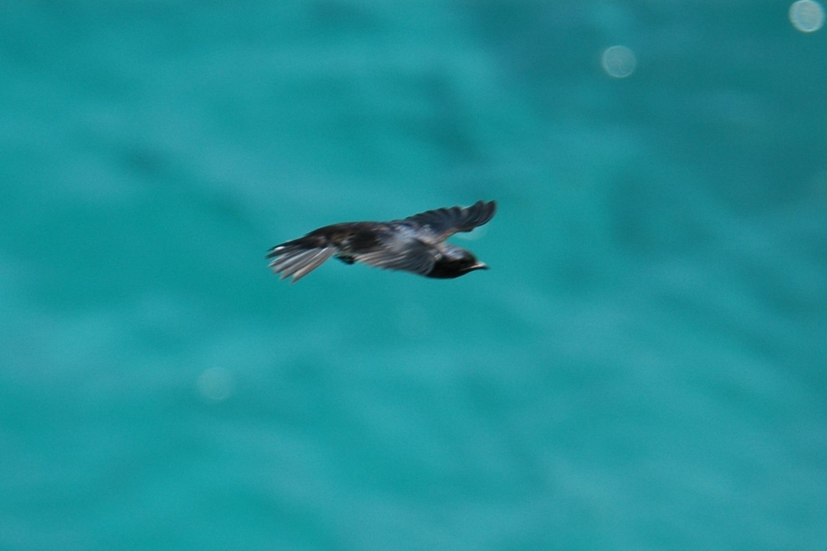 Caribbean Martin - ML643877252