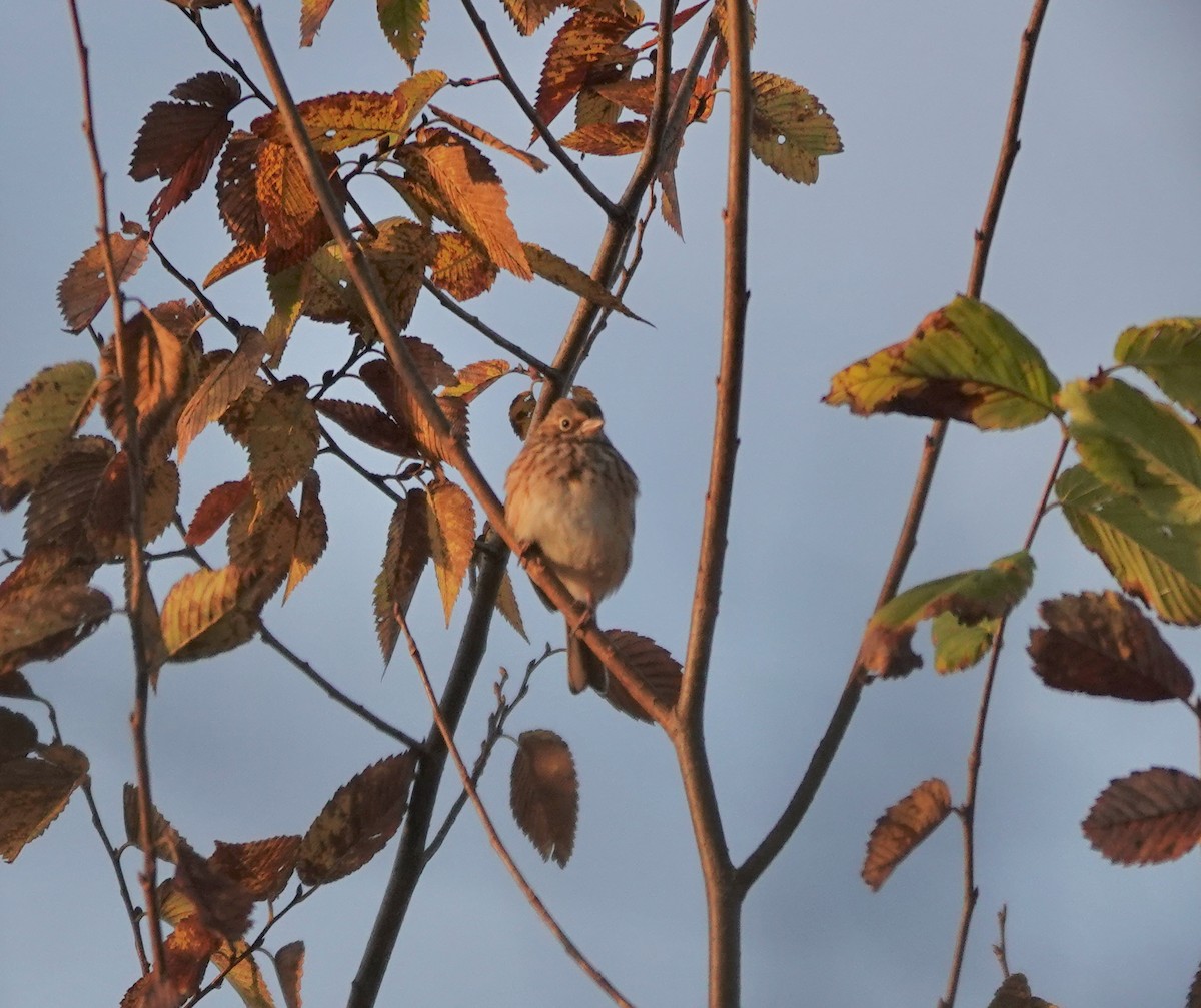 Vesper Sparrow - ML643877254