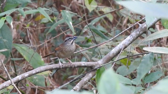 Pas Rengi Serçe - ML643877265