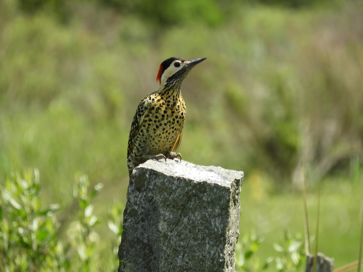 Green-barred Woodpecker - ML643877278