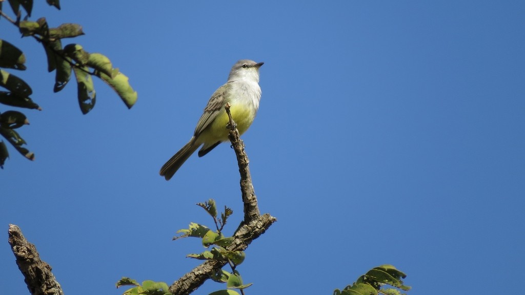Suiriri Flycatcher - ML643877281