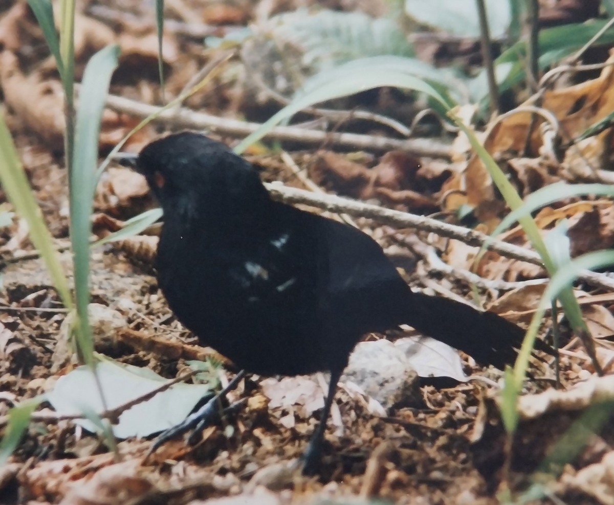 Weißbinden-Ameisenvogel - ML643877285