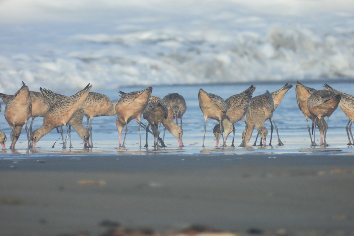 Marbled Godwit - ML643877293
