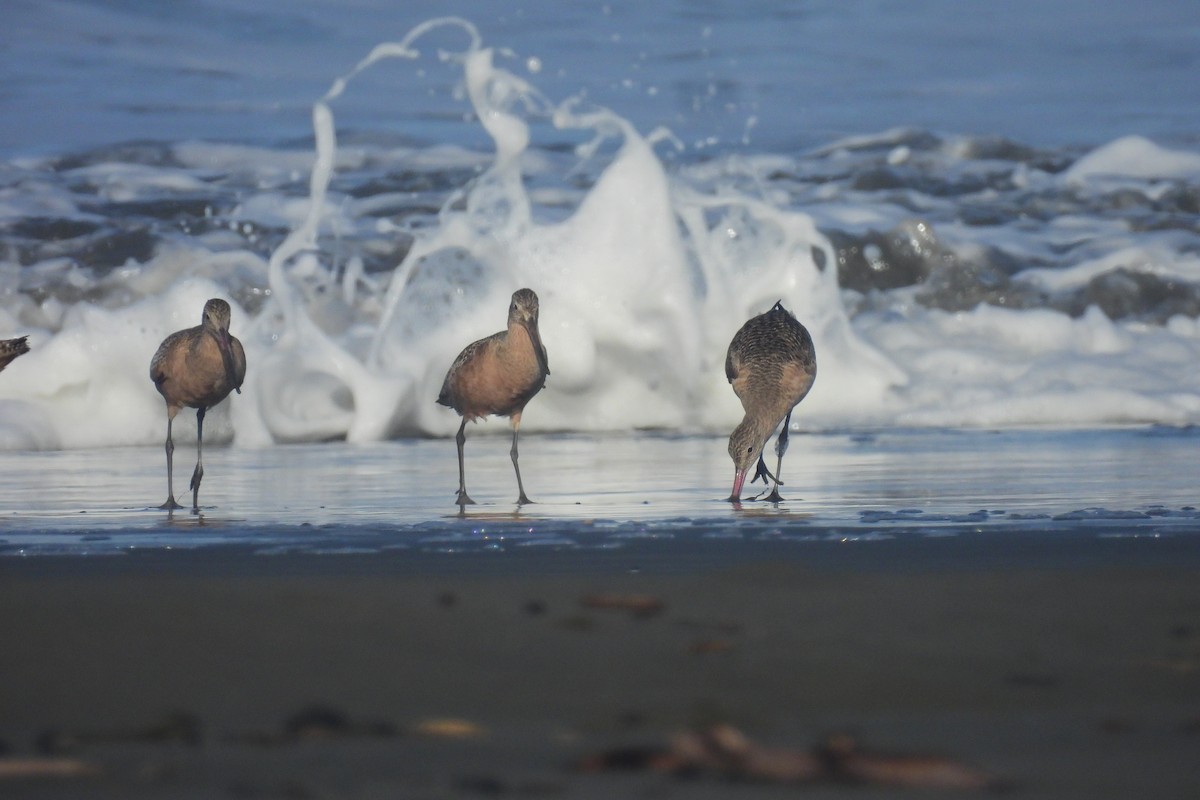 Marbled Godwit - ML643877294