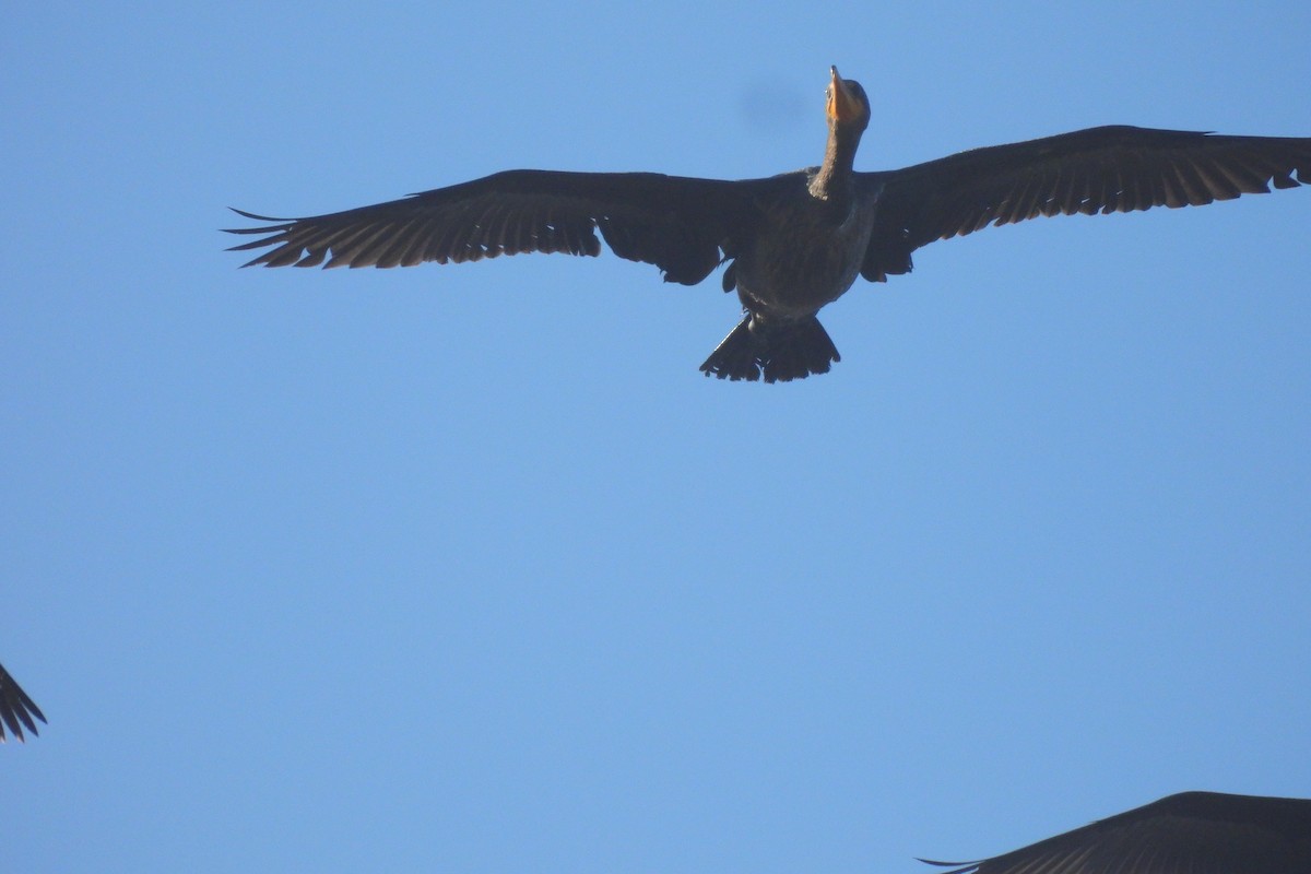 Double-crested Cormorant - ML643877306