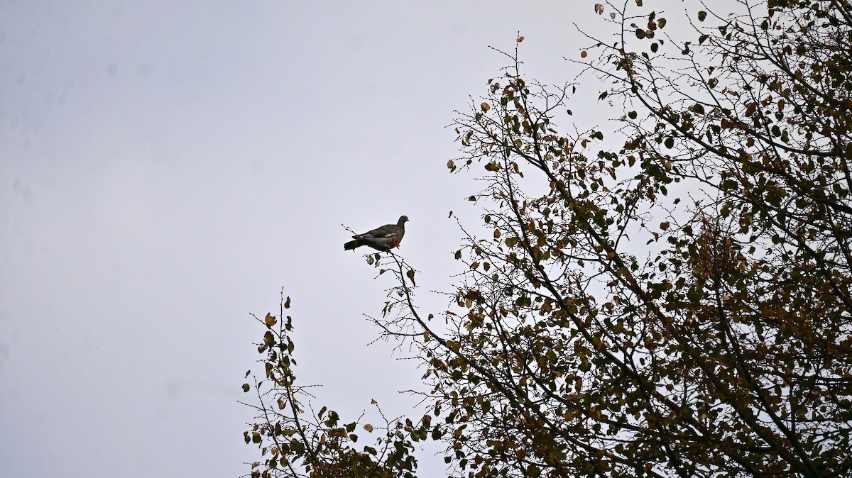 Common Wood-Pigeon - ML643877312