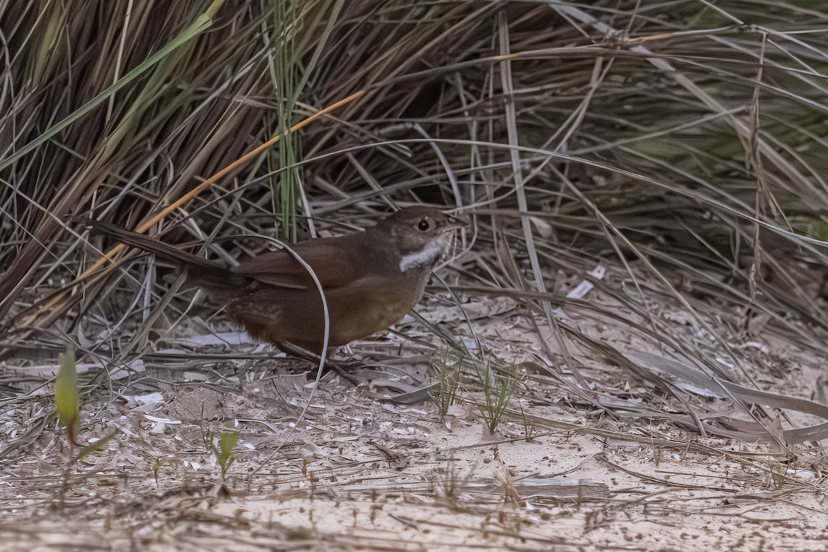 Noisy Scrub-bird - ML643877319