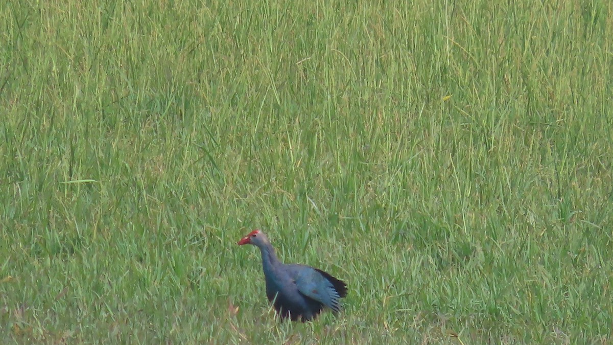 Uroilo urdin burugrisa - ML643877328
