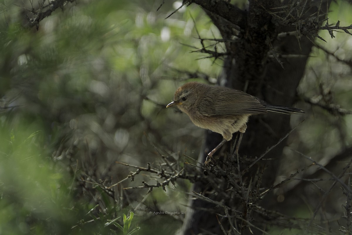 Сікорчик тибетський - ML643877331