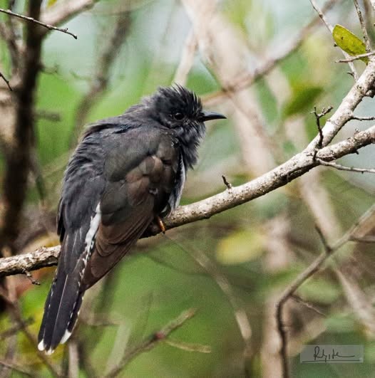 Gray-bellied Cuckoo - ML643877342