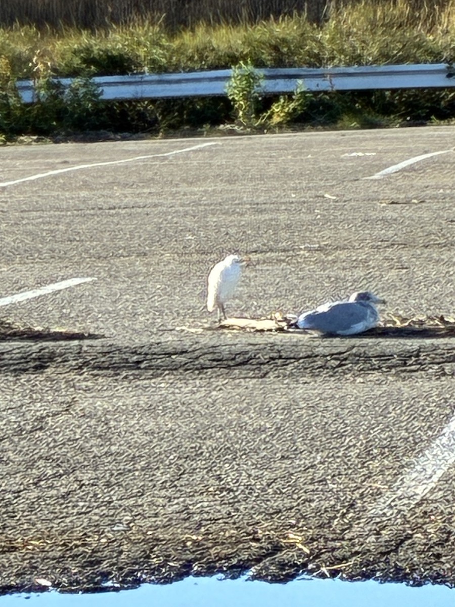 Western Cattle-Egret - ML643877399