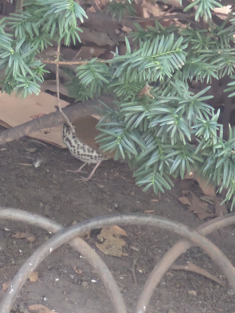 Wood Thrush - ML643877416