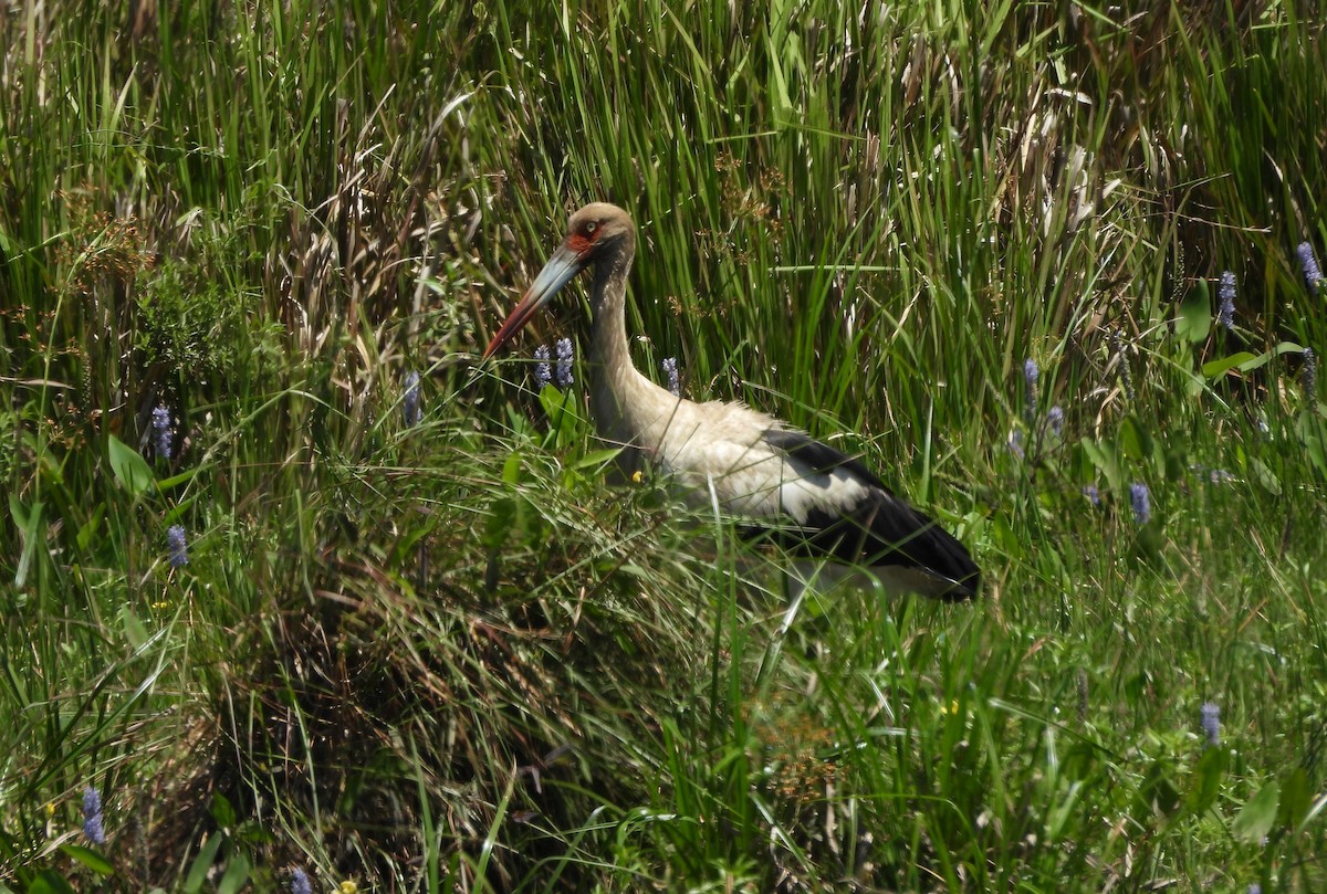 Maguari Stork - ML643877423