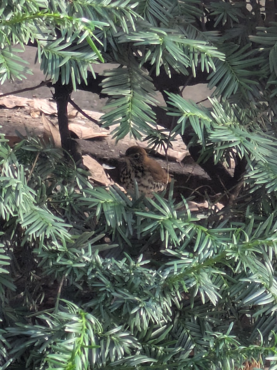 Wood Thrush - ML643877431