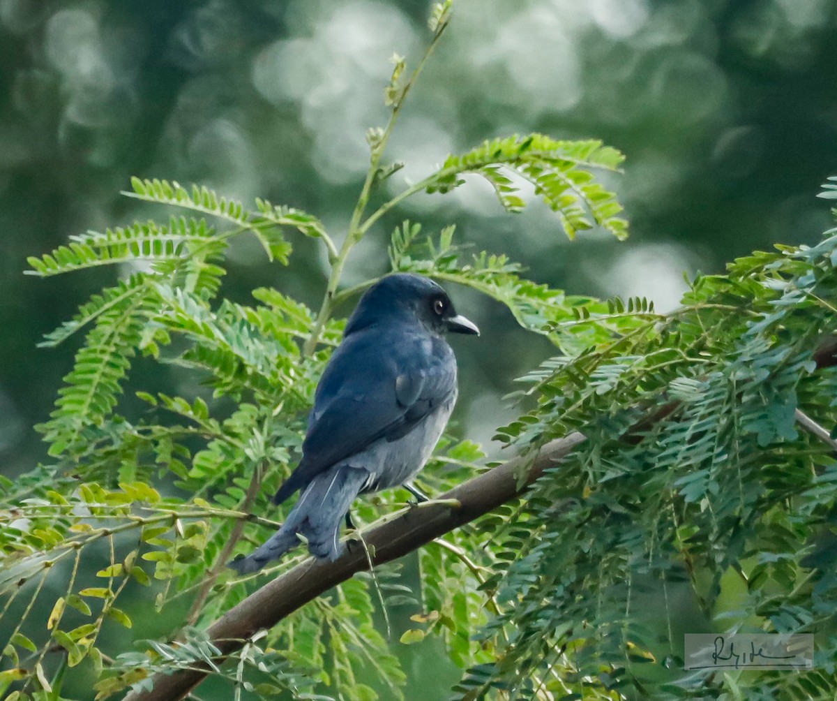 Drongo cendré - ML643877433