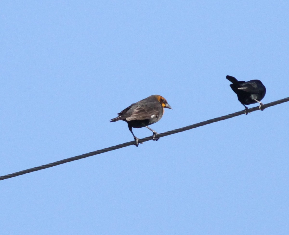 Yellow-headed Blackbird - ML643877463