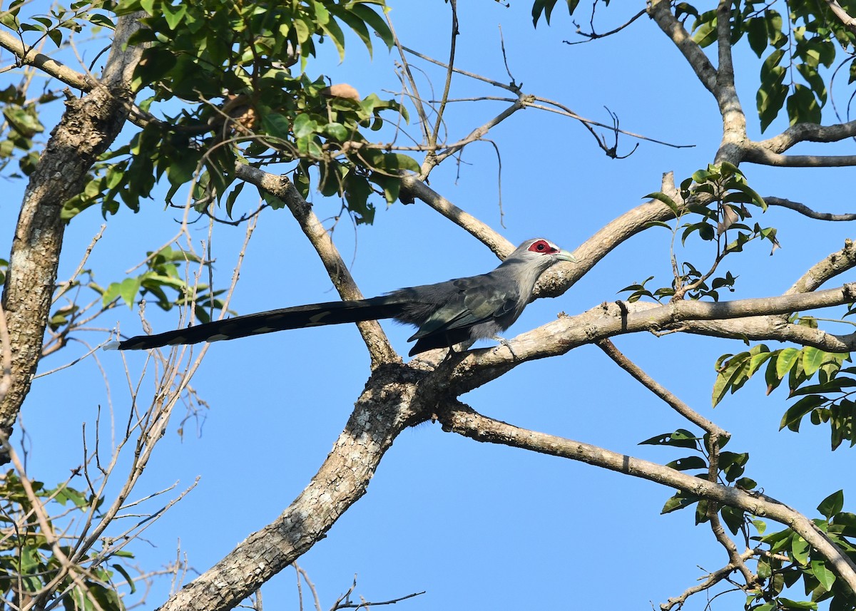 Green-billed Malkoha - ML643877525