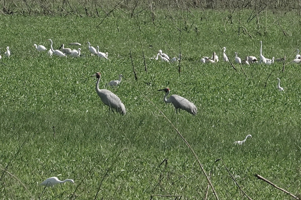Brolga - ML643877531