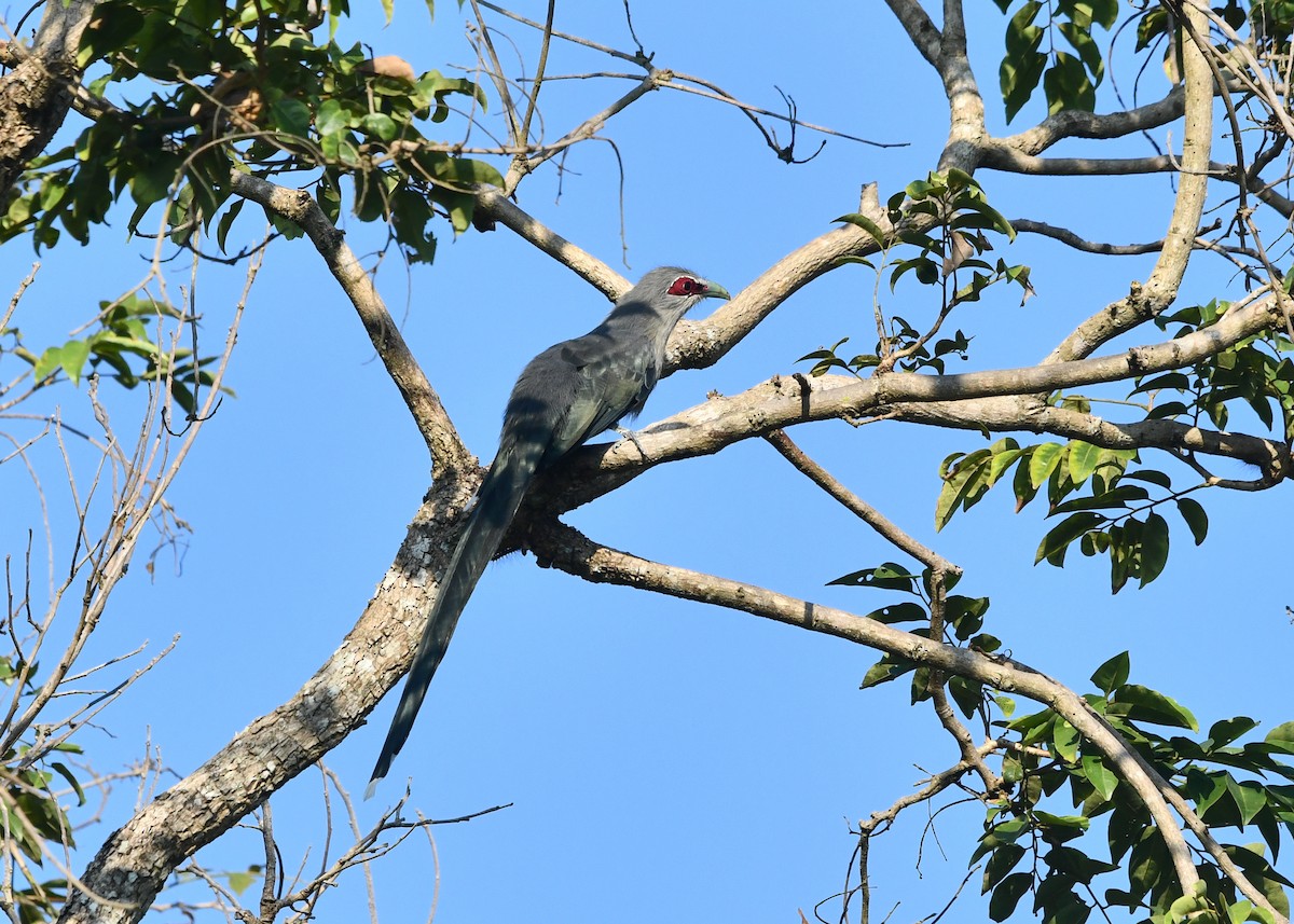 Green-billed Malkoha - ML643877534