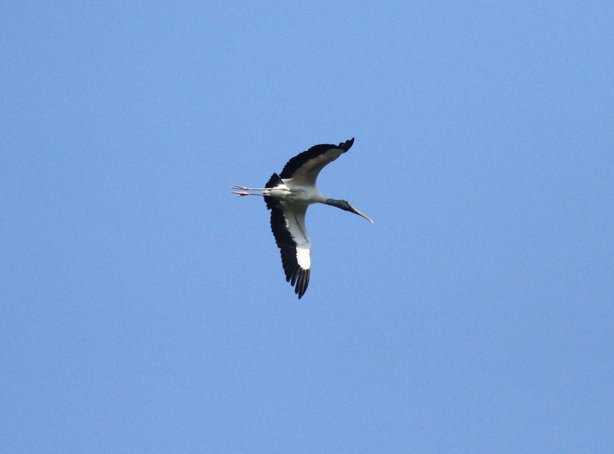 amerikastork - ML643877541