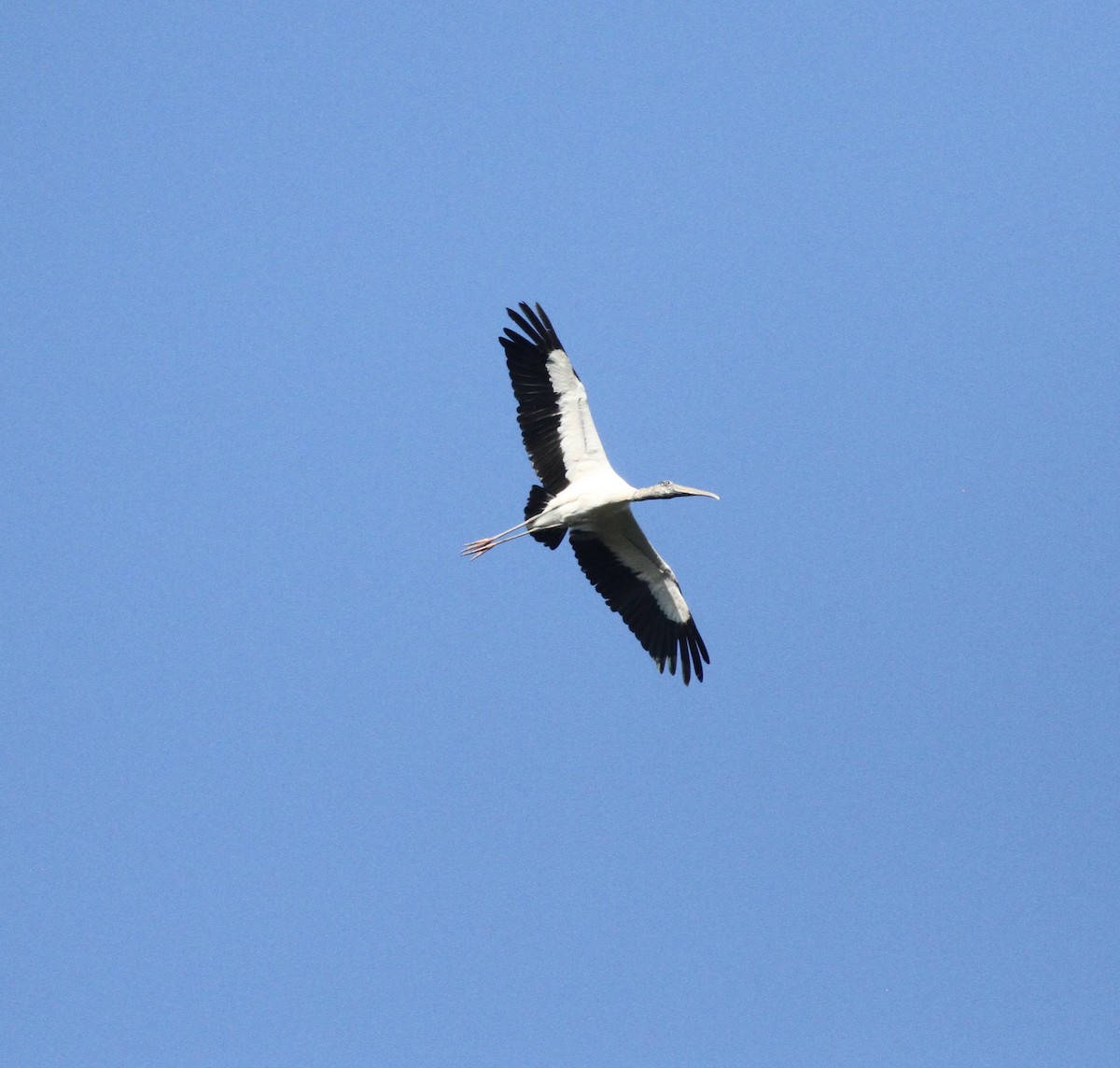 amerikastork - ML643877542