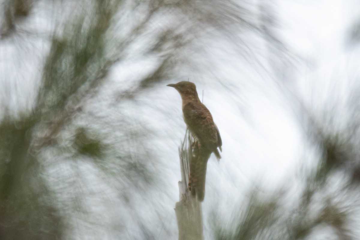 Plaintive Cuckoo - ML643877543