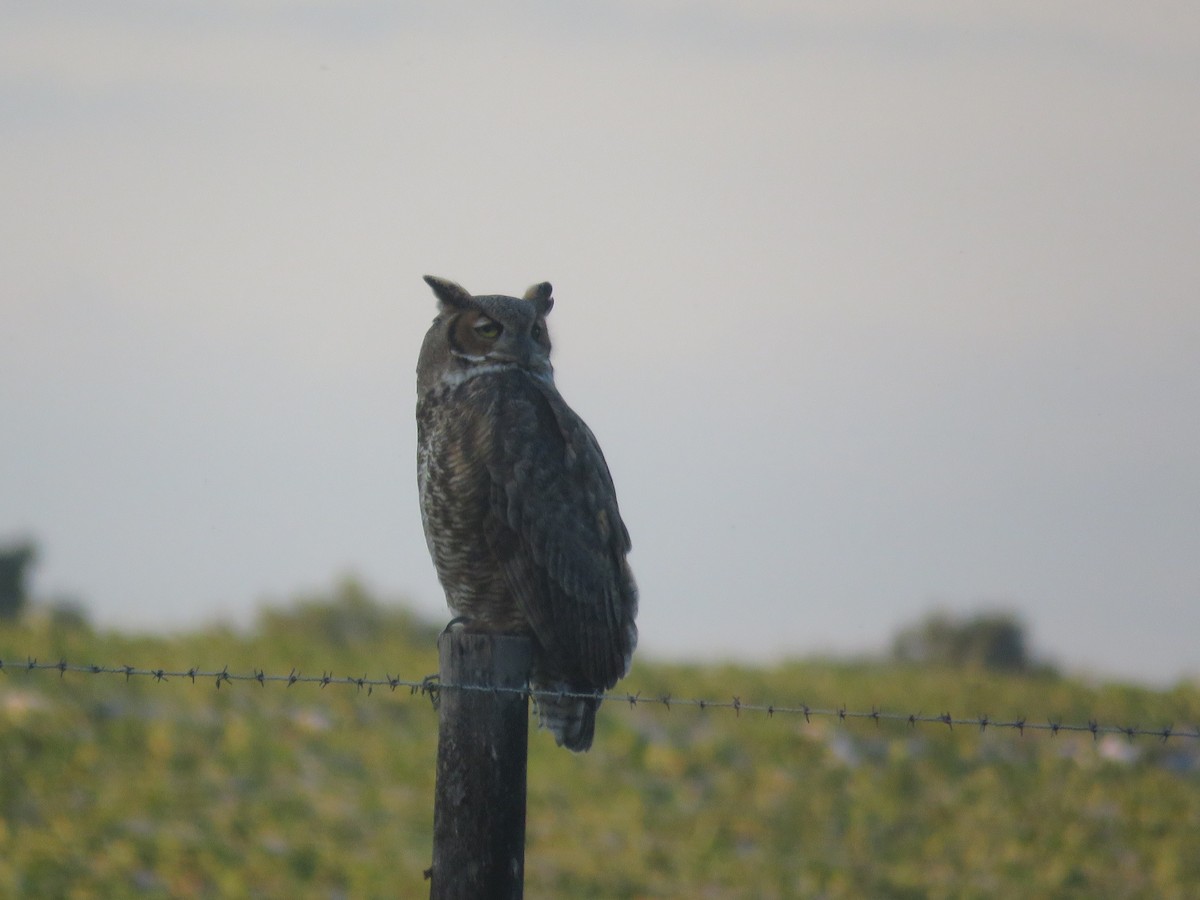 Great Horned Owl - ML643877548