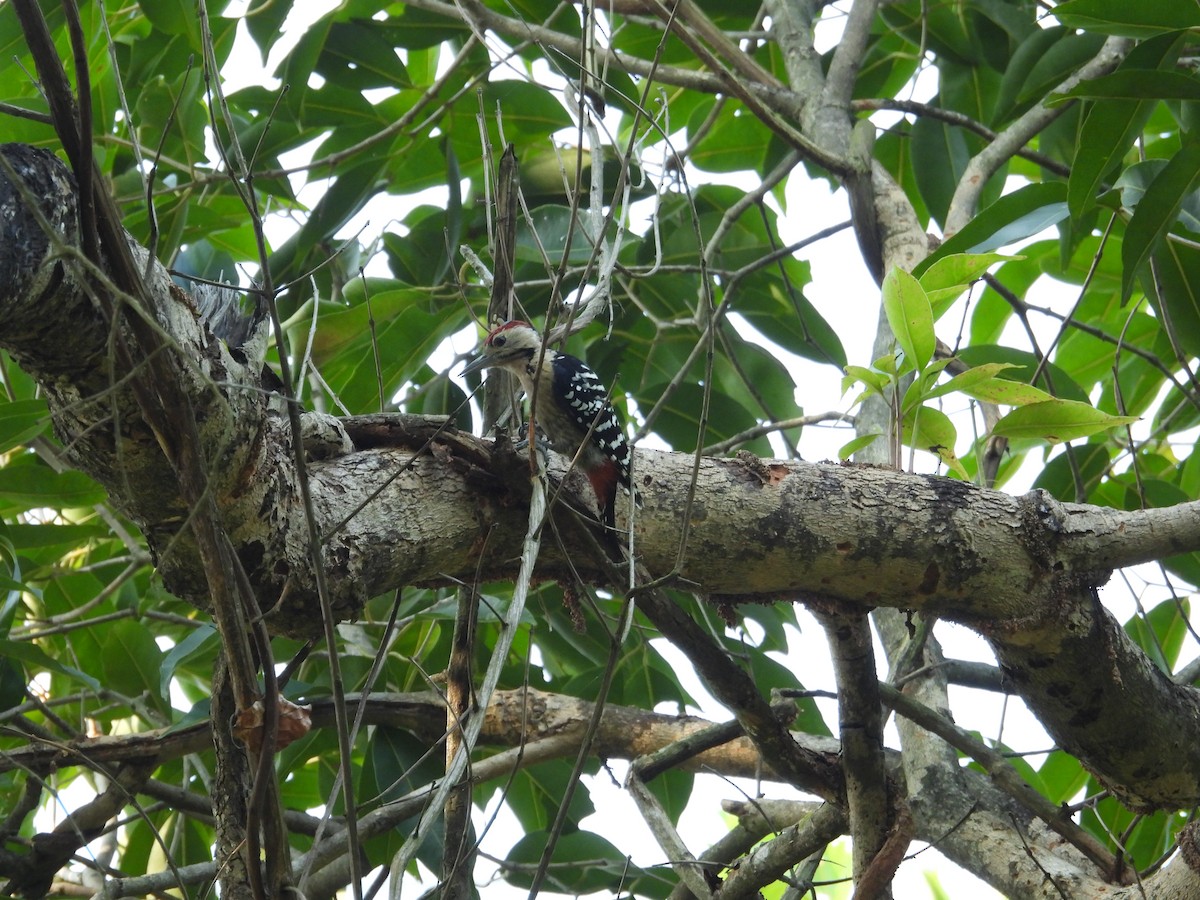 okerbrystspett - ML643877553