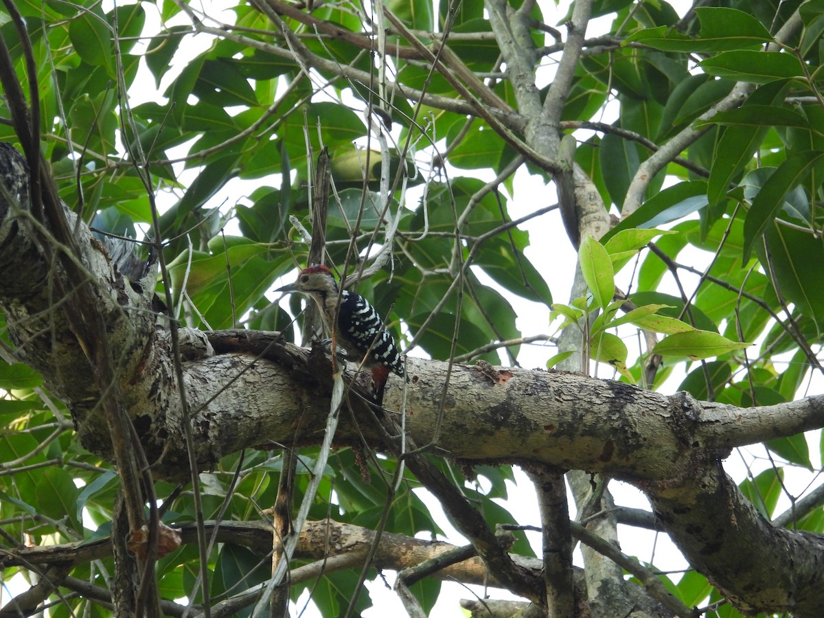 okerbrystspett - ML643877554